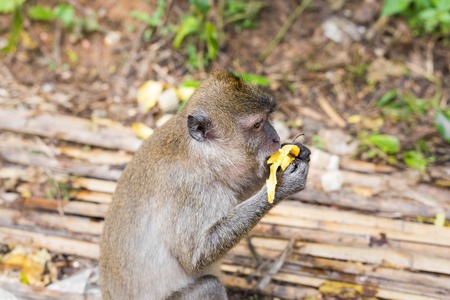 the monkey sits and eats banana. outdoorの写真素材