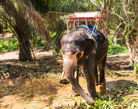 Elephant with bench on his back in the tropics.の写真素材