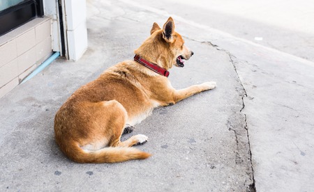 A wandering dog lying in the street.