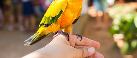 Yellow parrot, Sun Conure. parrot sits on a human handの写真素材