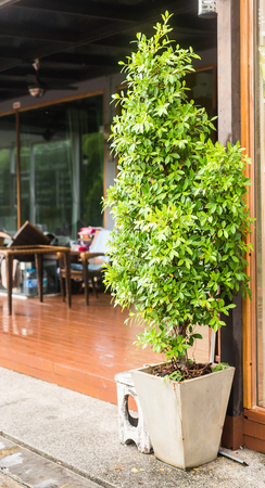 Green potted plants. Herbs in plant pots growingの写真素材