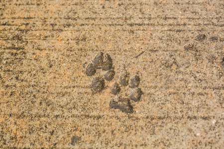 Dog paw print on asphalt. Concrete street with the dog foot stamp texture background.の写真素材