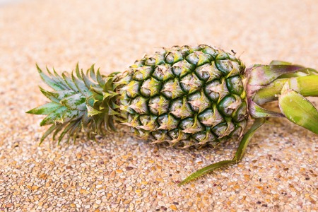 Ripe pineapple lying on a table, fruitの写真素材