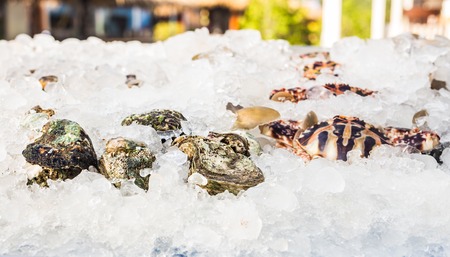 Seafood on ice at the fish market.の写真素材