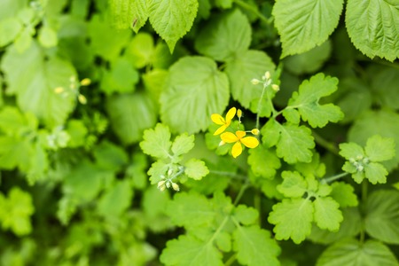 Yellow flowers in summer green meadow background.の写真素材