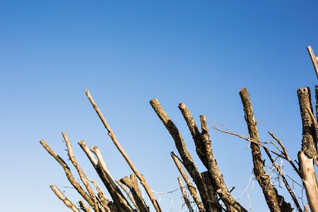 Branch no leaves with blue sky background.