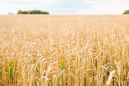 field of rye. golden wheat field and sunny day