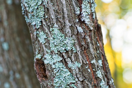 Treebark with moss, Green moss on old wood