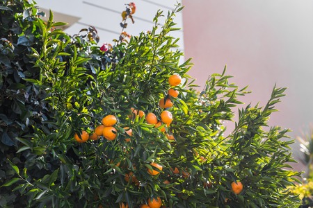 orange trees plantations