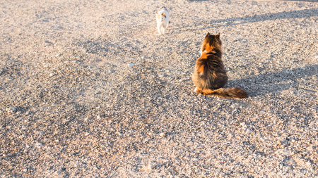 Striped cat on the streetの写真素材