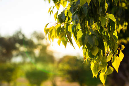 natural green background with selective focus