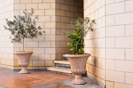 Green potted plants In front of the building entrance.の写真素材
