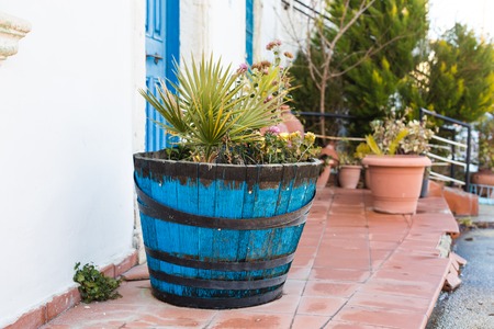 Green potted plants In front of the building entrance.の写真素材
