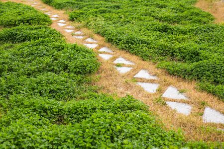 Pathway in garden,green lawns with bricks pathways,garden landscape designの写真素材