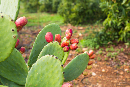 Prickly pear cactus with fruitの写真素材