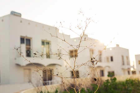 blur image of houses in the village for background usage . Branch in the foreground in focus