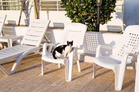 Cute cat sitting on white chair near pool, sunnyの写真素材