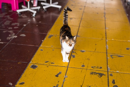 Concept of homeless animals - Stray dirty sadness cat on the street
