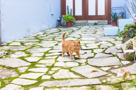 adorable meowing red kitten outdoorsの写真素材