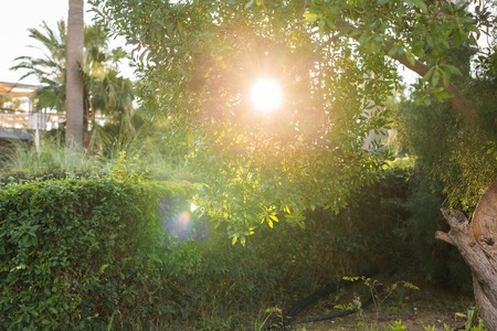 Beautiful summer landscape with trees and green grassの写真素材