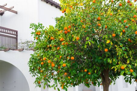 The fruit of the orange tree.の写真素材