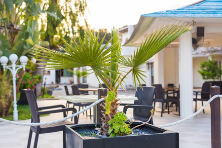 Green potted plants outdoorの写真素材