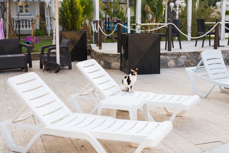 Cute cat sitting on white chair near pool, sunnyの写真素材