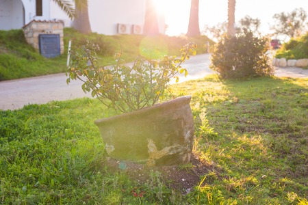 Green potted plant In the sun.の写真素材