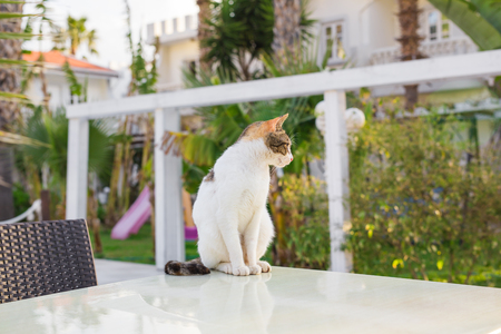 Cute cat outdoorsの写真素材