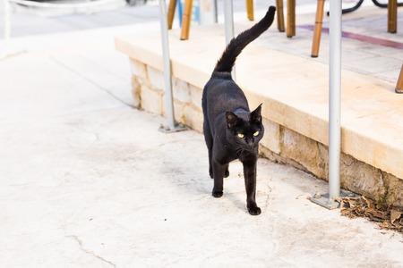 Black cat walking outdoorsの写真素材