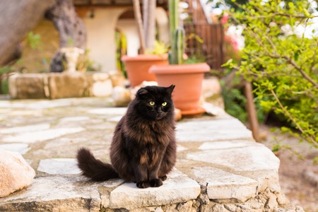 Black cat sitting outdoorsの写真素材