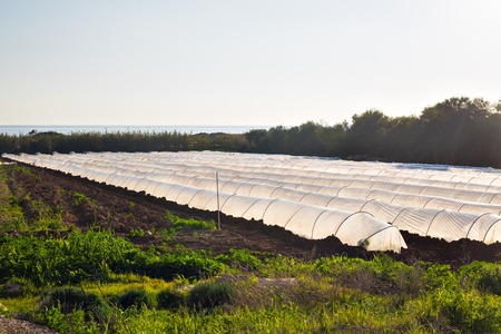 greenhouses in country garden in springの写真素材