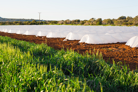 greenhouses in country garden in springの写真素材