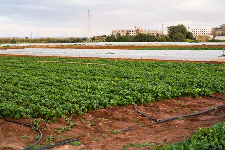 Cultivated field: fresh green plant bed rows.の写真素材