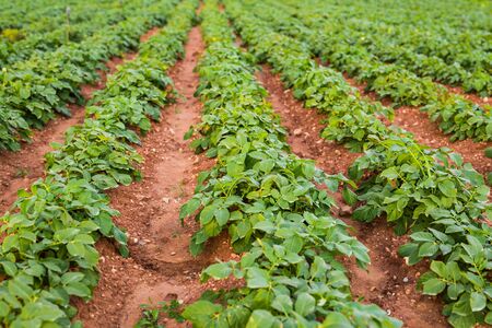 Cultivated field: fresh green plant bed rows.の写真素材