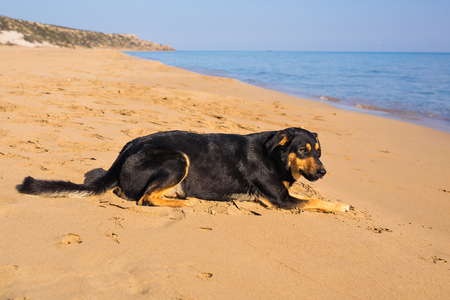 Dog alone on smooth wet beach sand looking out to seaの写真素材