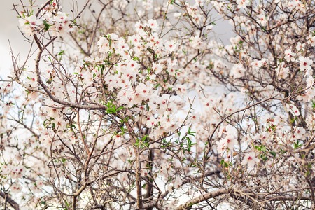 beautiful closeup spring blossoming treeの写真素材