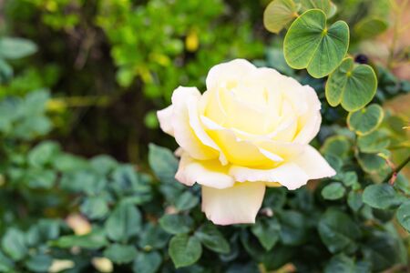 Close up of a beautiful and perfect white rose in the gardenの写真素材