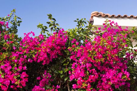 Spring, flowers and blooming concept - Beautiful pink flowers. Mediterranean tree.の写真素材