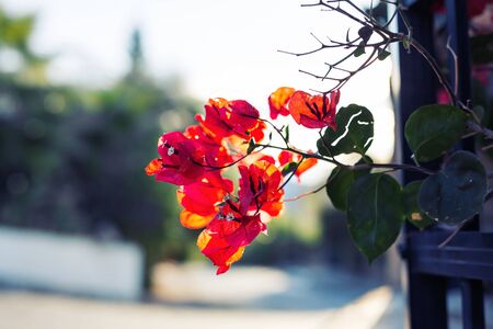 Spring, flowers and blooming concept - Beautiful pink flowers. Mediterranean tree.の写真素材