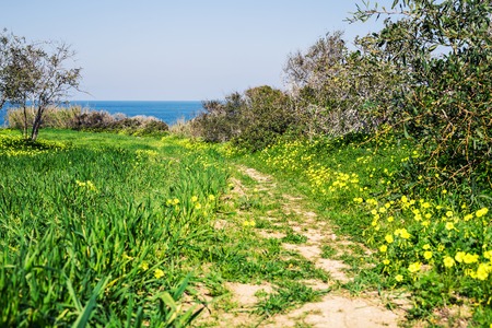 Summer scene, Pathway to the beach with ocean or sea and blue sky backgroundの写真素材