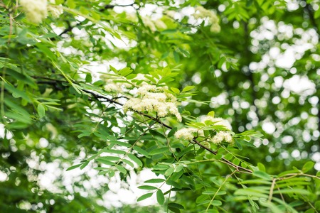 White flowers spring rowan close-upの写真素材