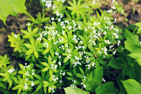 Close-up of little white flowers on spring nature with green grass backgroundの写真素材