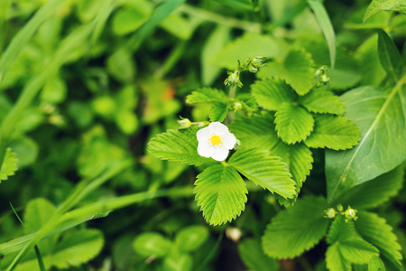 Close-up of flower strawberries in a vegetable gardenの写真素材