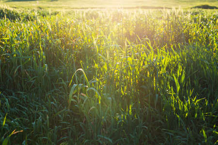 Bright sunset over green field. Green meadow.の写真素材