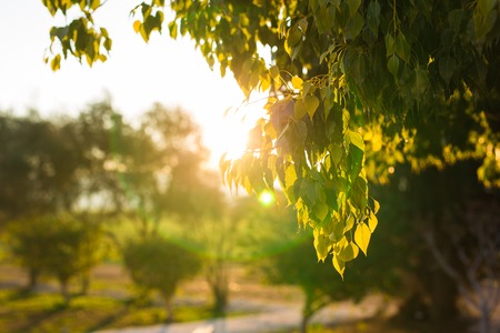 Fresh green leaves on nature framing the sun in the middle and forming rays of lightの写真素材