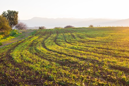 green rural field at the early morning