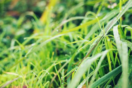 Fresh grass with dew drops close upの写真素材