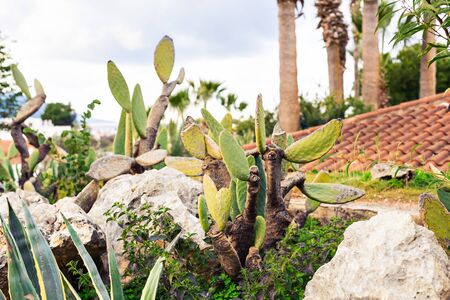 Green Cactus closeup.の写真素材