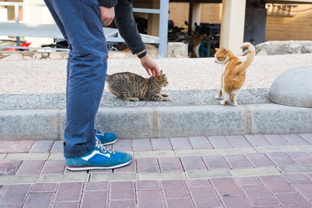 Homeless cat, pet and animals concept - Man stroking cats headの写真素材